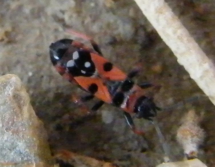 Lygeide di 4mm ?